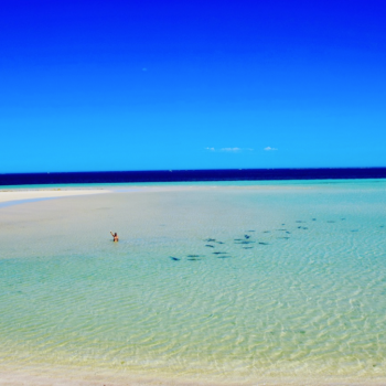 Shark nursery, Coral Bay